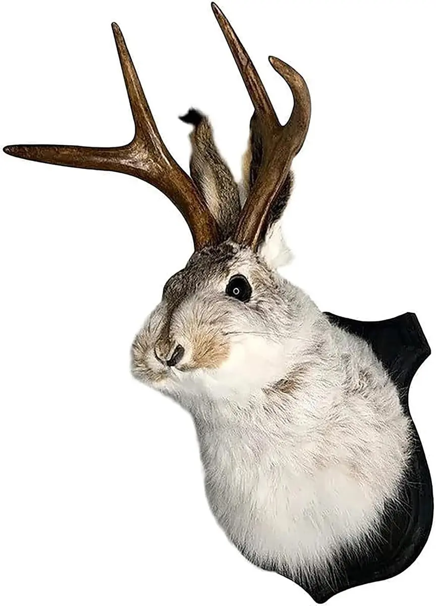 Resin jackalope wall mount, faux-taxidermy antlered rabbit deer head decor, real product photo