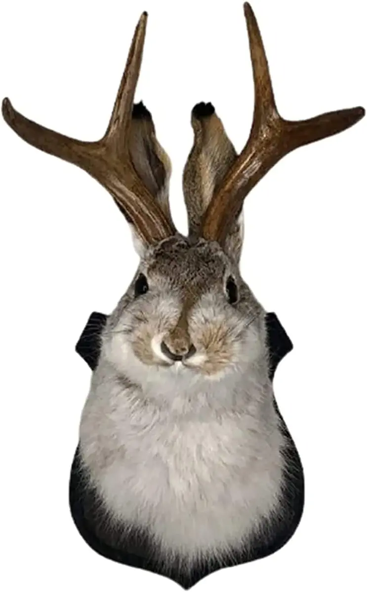 Resin jackalope deer head wall mount, faux taxidermy novelty decor, real product photo