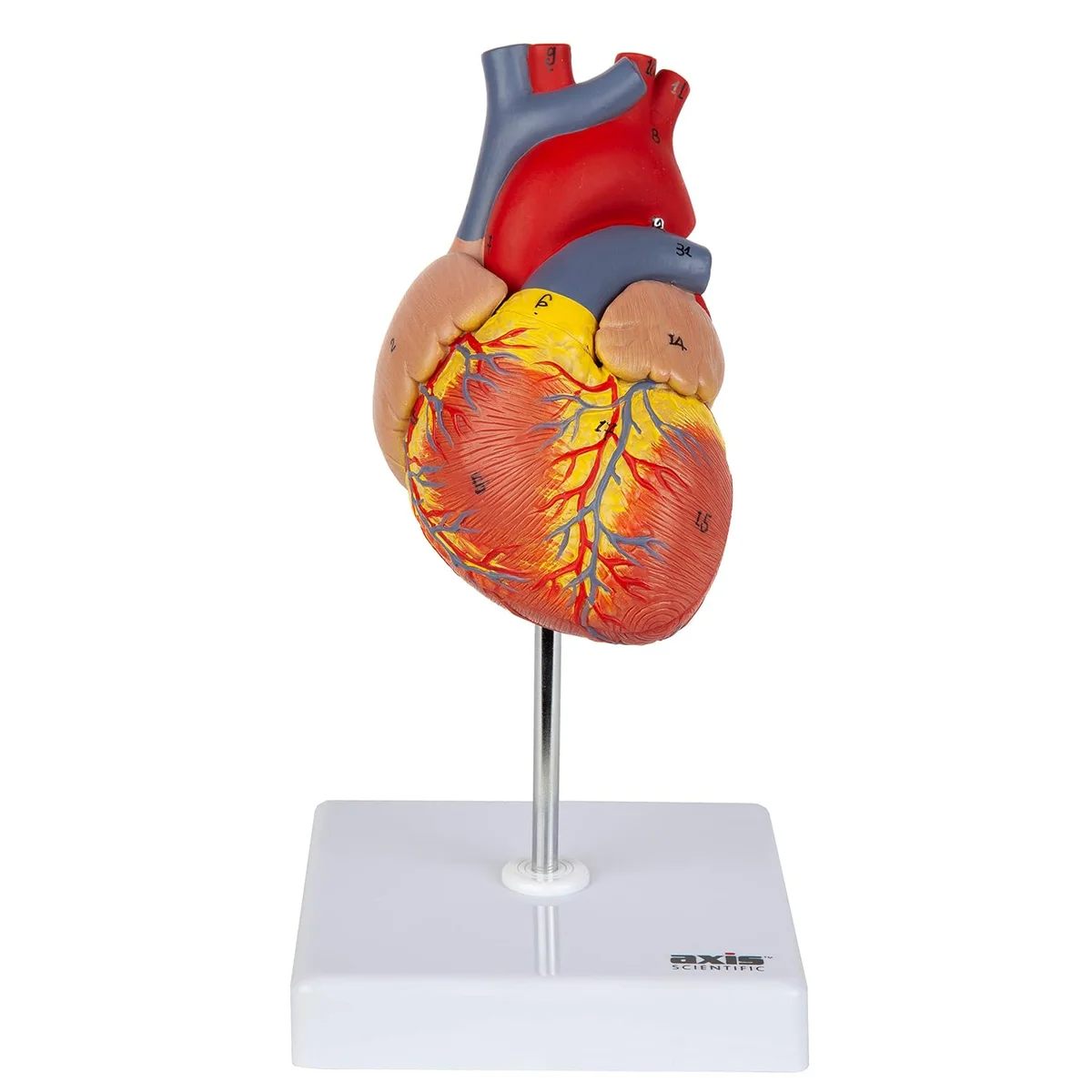 Life-size two-part magnetic human heart anatomical model mounted on a base, real product photo
