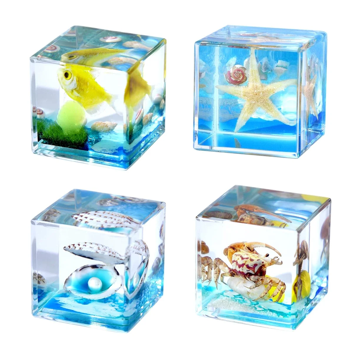 Four 1.57-inch resin cubes displaying sealed marine specimens, real product photo