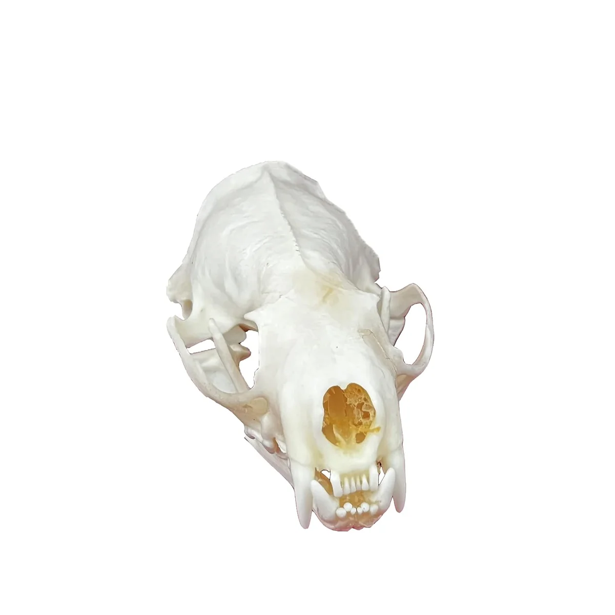 Real cleaned mink skull specimen, taxidermy-supply bone piece, real product photo