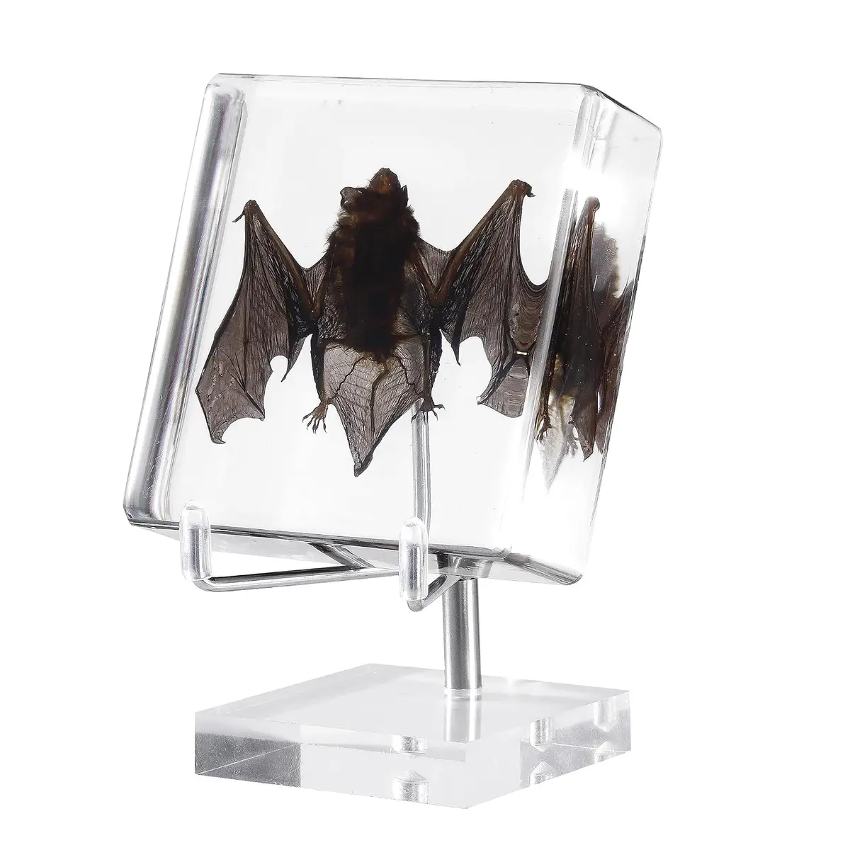 Taxidermy Bat — Real Bat Specimen in Resin with Acrylic Base Display Stand