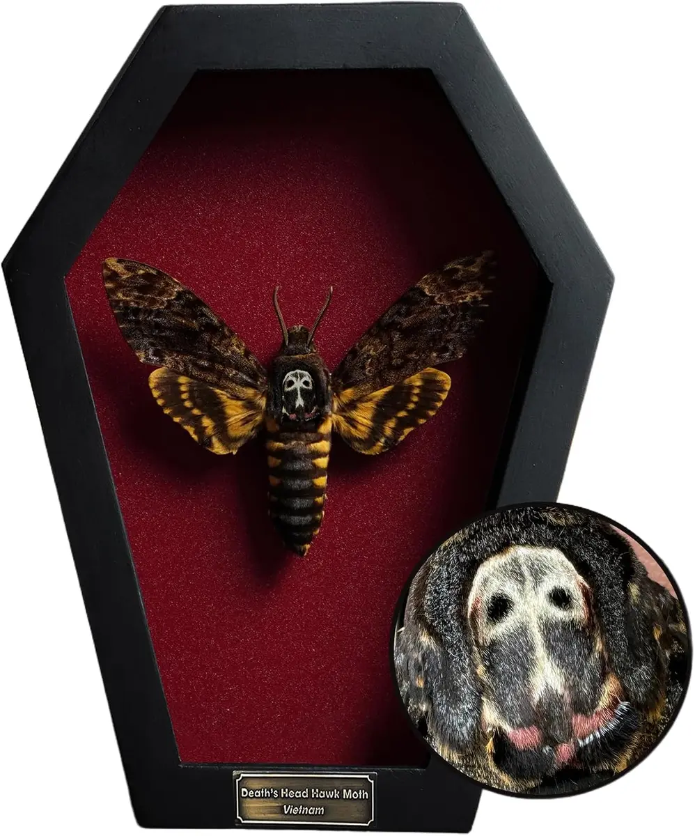 Real Death's-Head Moth in 7-Inch Coffin Display, Acherontia Taxidermy Specimen