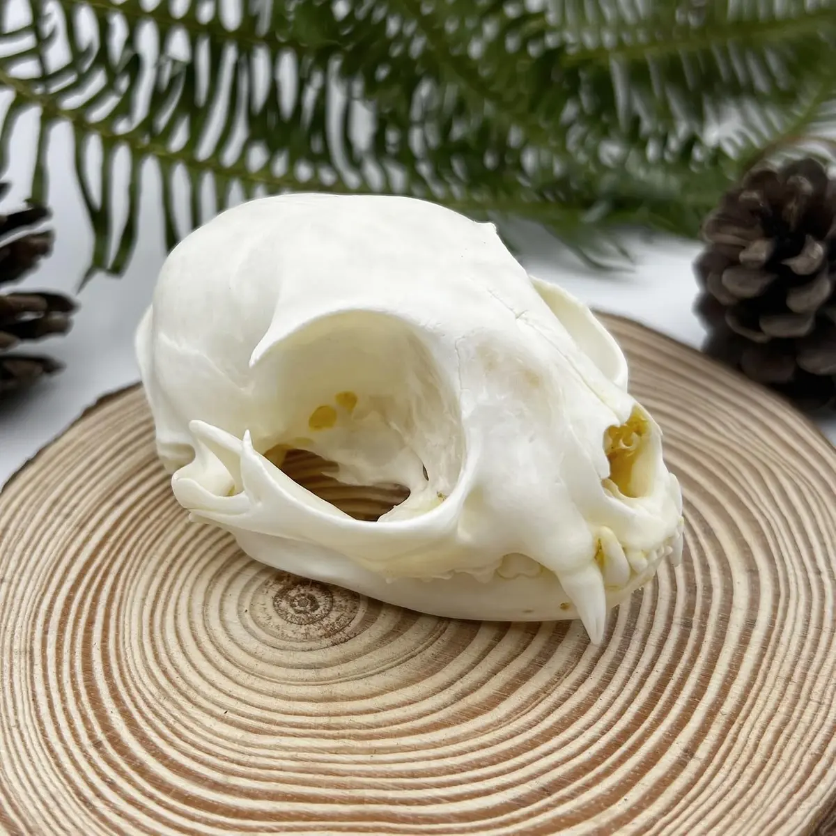 Real Animal Bone Specimen — Natural Taxidermy Feline Skull for Science Collection