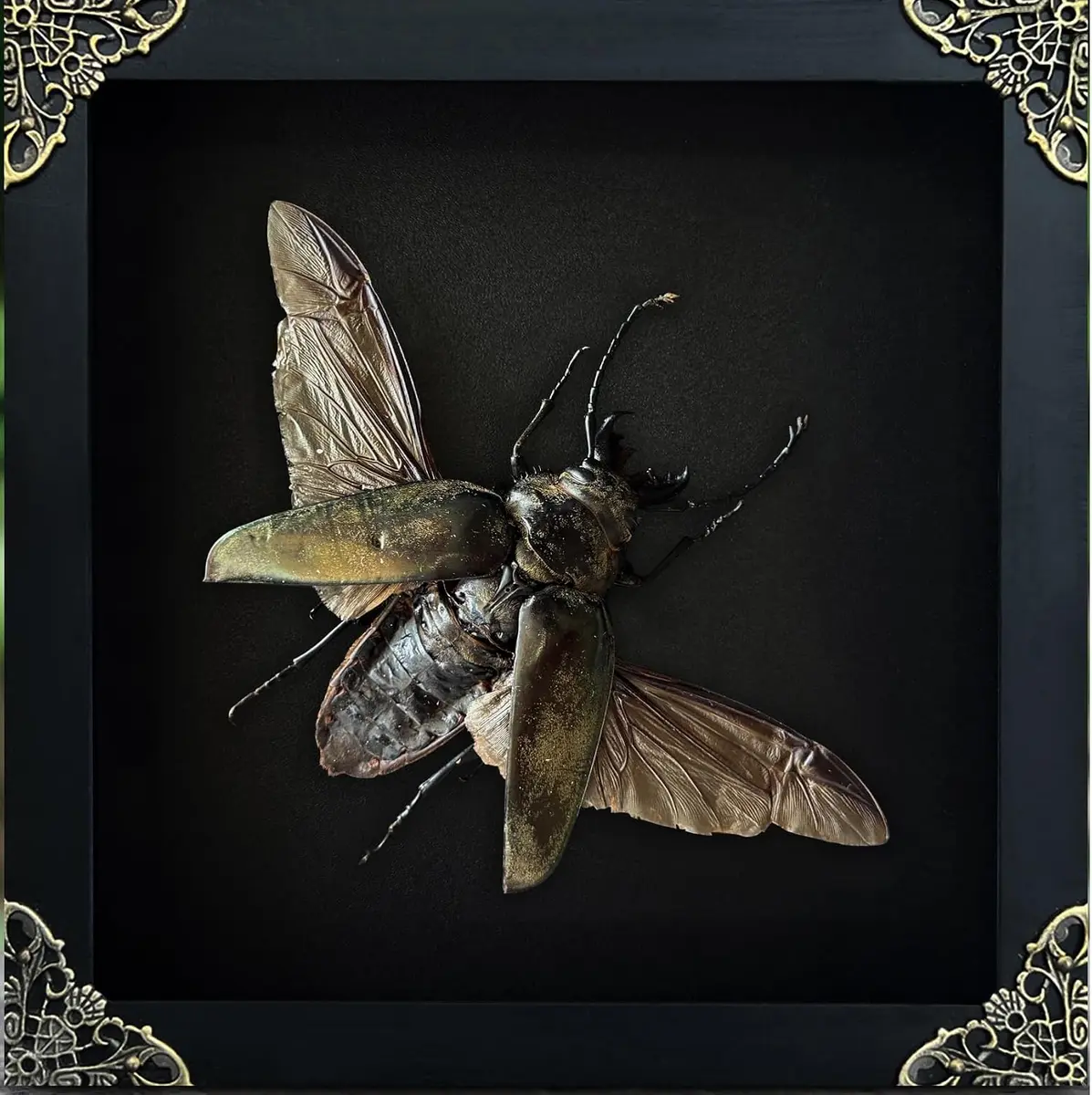 Real Stag Beetle 6.3" Framed Bug Taxidermy Specimen — Entomology Oddity, Tabletop or Wall Display