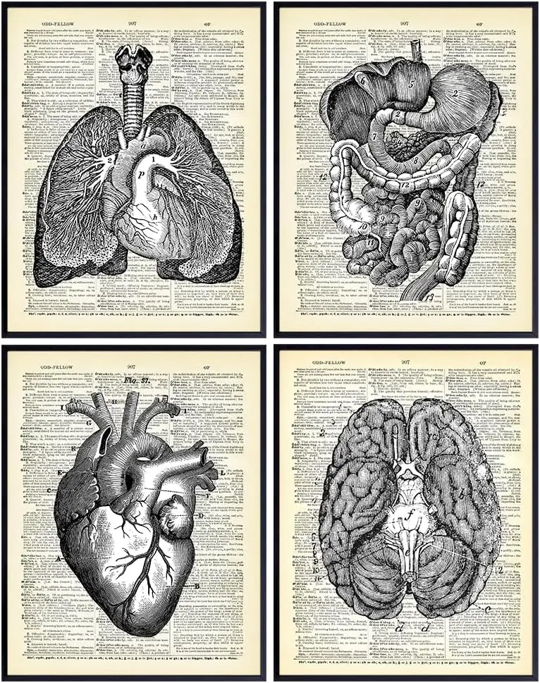 Heart, Lungs, Brain, Intestine Anatomy Organs — Upcycled Dictionary Wall Art Prints, 8x10 Vintage Steampunk Goth Decor Set