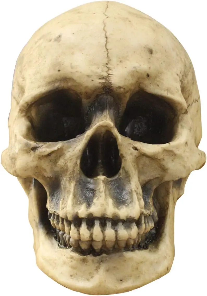 Wall Charmers Life Size Human Skull — 8.5" Realistic Faux Human Anatomy, Resin Tabletop Skeleton Head