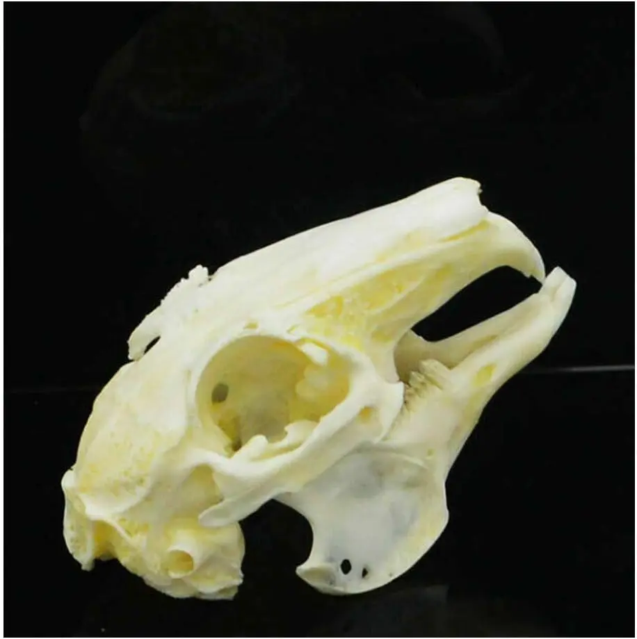 Wixine Cottontail Rabbit Skull Specimen — Real Animal Bone